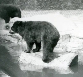 An Andean Spectacled Bear balancing on a log in a pool of water, London Zoo, June 1925