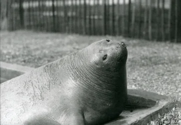 An Elephant Seal Resting in Its Pool at London Zoo in 1930