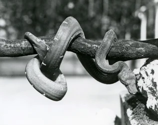 An Emerald Tree Boa with its body coiled along a horizontal branch, looking down towards the ground, London Zoo, October 1928