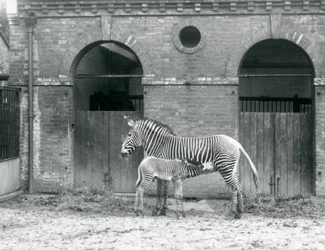An Endangered Grevy