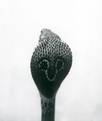 Indian Spectacled Asian Binocellate Cobra with Raised Head and Flared Hood, London Zoo, October 1925
