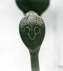 Indian Spectacled Asian Binocellate Cobra with Raised Head and Flared Hood, London Zoo, October 1925