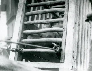 An Indian Rhinoceros Peers Out of Its Wooden Transportation Crate on Arrival at London Zoo in 1924