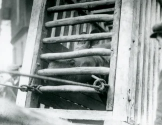 An Indian Rhinoceros peers out of its wooden transportation crate on arrival at London Zoo in 1924