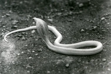 An Albino Indian Spectacled Asian Binocellate Cobra with Its Head Raised and Hood Spread, London Zoo, September 1924