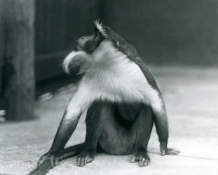 An endangered Roloway Monkey sitting on the ground, looking upwards, while holding its tail, London Zoo, 1927