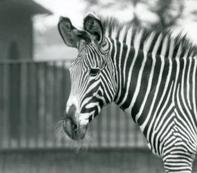 A Female Endangered Grevy