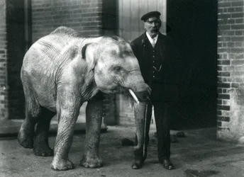 Baby Asian Elephant with Keeper Charles Eyles, London Zoo, November 1915