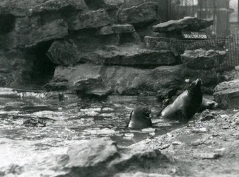 California Sea Lions with Ice on Their Pool, London Zoo