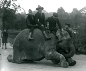 Cowboys and Trainer with Female Indian Elephant Sundermalah During a Visit to London Zoo