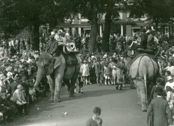 Elephant Rides, with Two Asiatic Elephants Watched by Crowds of Onlookers at London Zoo in August 1926