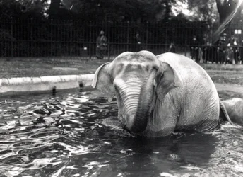 Elephant bathing