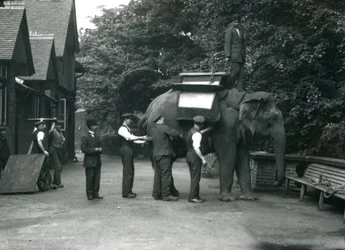 Female Asian Elephant 