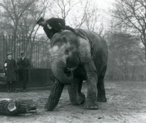 Female Asian Elephant, Indiarani, Moving Timber with Her Trunk, While Her Keeper Sits on Her Back Directing Her and Two Other People Look On, London Zoo, 1925