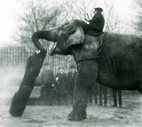 Female Asian Elephant, Indiarani, moving timber with her trunk, while her keeper sits on her back directing her, London Zoo, 1925