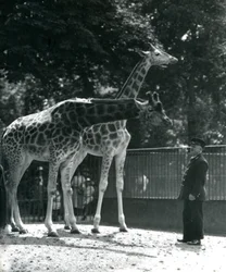 Female Giraffes Maud and Maggie, with Keeper Ernie Professor Bowman, London Zoo