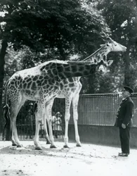 Female Giraffes Maud and Maggie, with Keeper Ernie Professor Bowman, London Zoo