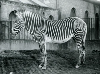 Female Grevy
