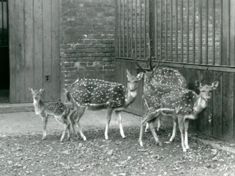 Four Axis Deer including a buck with antlers and a fawn, at London Zoo in 1926