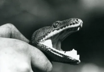 Head of an Emerald Tree Boa, with its mouth open, held by the neck, by its keeper, London Zoo