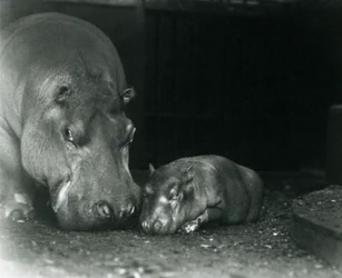 Hippopotamus Joan with her male calf Jimmy at London Zoo in March 1927