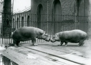 Hippopotamuses Bobbie and Joan Are Introduced at London Zoo, 1923