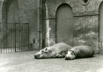 Hippopotamuses Bobbie and Joan at London Zoo, July 1923