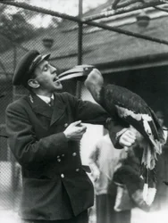 Keeper T. Raggett Feeding a Great Indian Hornbill with a Fruit Held in His Mouth, London Zoo 1924
