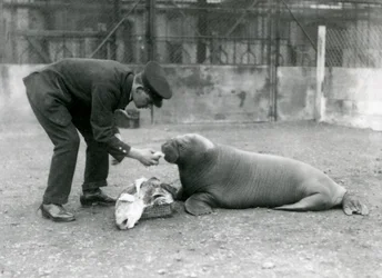 Keeper Arthur Chandler Feeding Fish to a Young Walrus, London Zoo, 1924