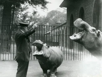 Keeper Ernie Bowman with Hippopotamuses Bobbie and Joan at London Zoo, July 1923