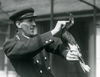 Keeper Thomas Raggett stroking a Great Indian Hornbill under its bill at London Zoo