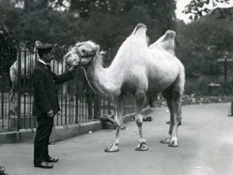 Keeper W. Styles with a Bactrian Camel at London Zoo