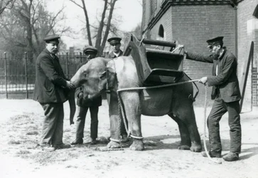 Keepers Jack Milbourne, H Robertson and Thomas train a young Asian Elephant, London Zoo, May 1922