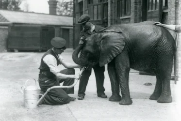 Keepers help young male African Elephant Kiberenge to drink from a hose, London Zoo, July 1924