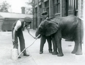 Keepers helping young male African Elephant Kiberenge to drink from a hose attached to a watering can, London Zoo, July 1924