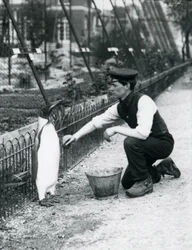 King Penguin, Being Given a Wash, by Keeper Harry Munro, with a Sponge at London Zoo May 1914. Munro was Killed in the First World War, Having Served in the Army, in Airships and on Anti-Submarine Patrol