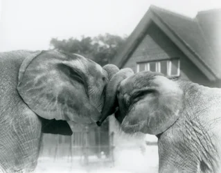 Male African Elephant Kiberenge and Female African Elephant Hango Greet Each Other by Knotting Trunks at London Zoo, October 1927