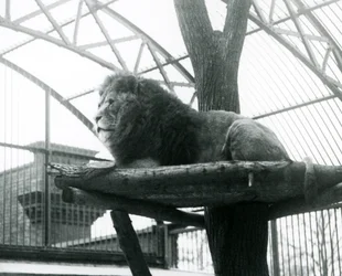 Male Lion, 