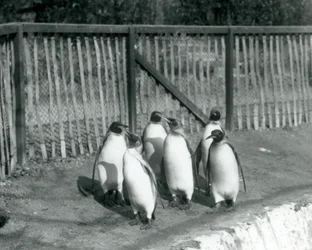 Six King Penguins Walking Beside Their Pool at London Zoo, 1927