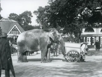 Syed Ali riding Indiarani behind a barrow, London Zoo, October 1925