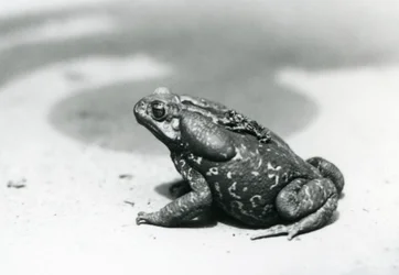 The largest and smallest toad in the menagerie in August 1928