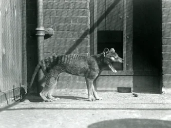 Thylacine/Tasmanian Wolf at London Zoo in August 1926