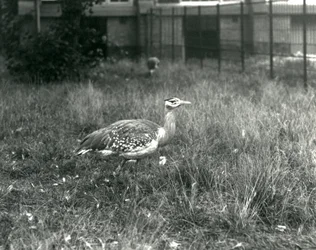 Two Arabian Bustards Standing in Their Enclosure at London Zoo, September 1927
