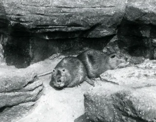 Two Coypu resting among rocks in their enclosure at London Zoo, April 1925