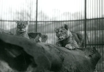 Two Lion cubs in their enclosure at London Zoo, April 1924