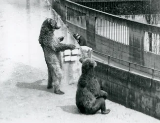 Brown Bears at London Zoo, July 1925