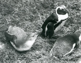 Black-footed Penguins at London Zoo, April 1925