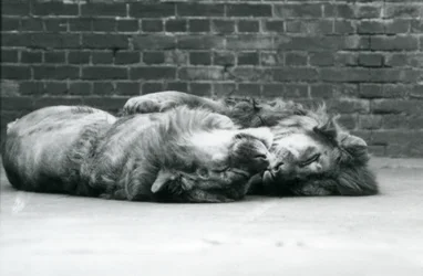 Two Lions Lying Down to Sleep with Their Paws Around Each Other, London Zoo