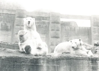 Two Polar Bears in ZSL London Zoo