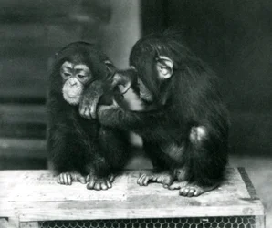 Two Young Chimpanzees Sitting on a Wooden Crate. One Sits Still While the Other Grooms Its Fur, London Zoo
